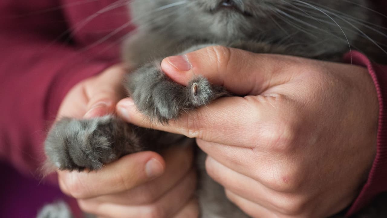 Práctica cruel: prohíben quitarle las garras a los gatos y esta ciudad lo establece en ordenanza
