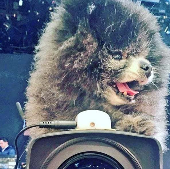 A Manola le encanta acompañar a Raúl al trabajo. Se divierte mucho y todos la consienten.