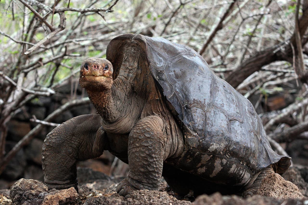 Científicos buscan revivir al Solitario George, la gigantesca tortuga de las Galápagos