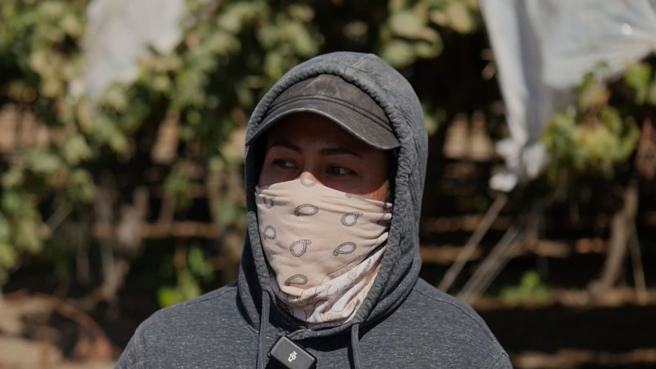 Operativos de ICE generan miedo entre jornaleros del Valle de California