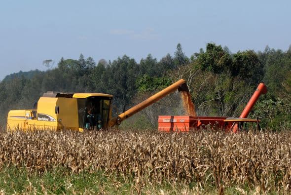 "Pedimos que se libere, como lo han hecho Argentina y Brasil, para producir más para el país, exportar más", aseguró Diedrich Hildebrand de la Asociación Aproagro en la región de Caaguazú.