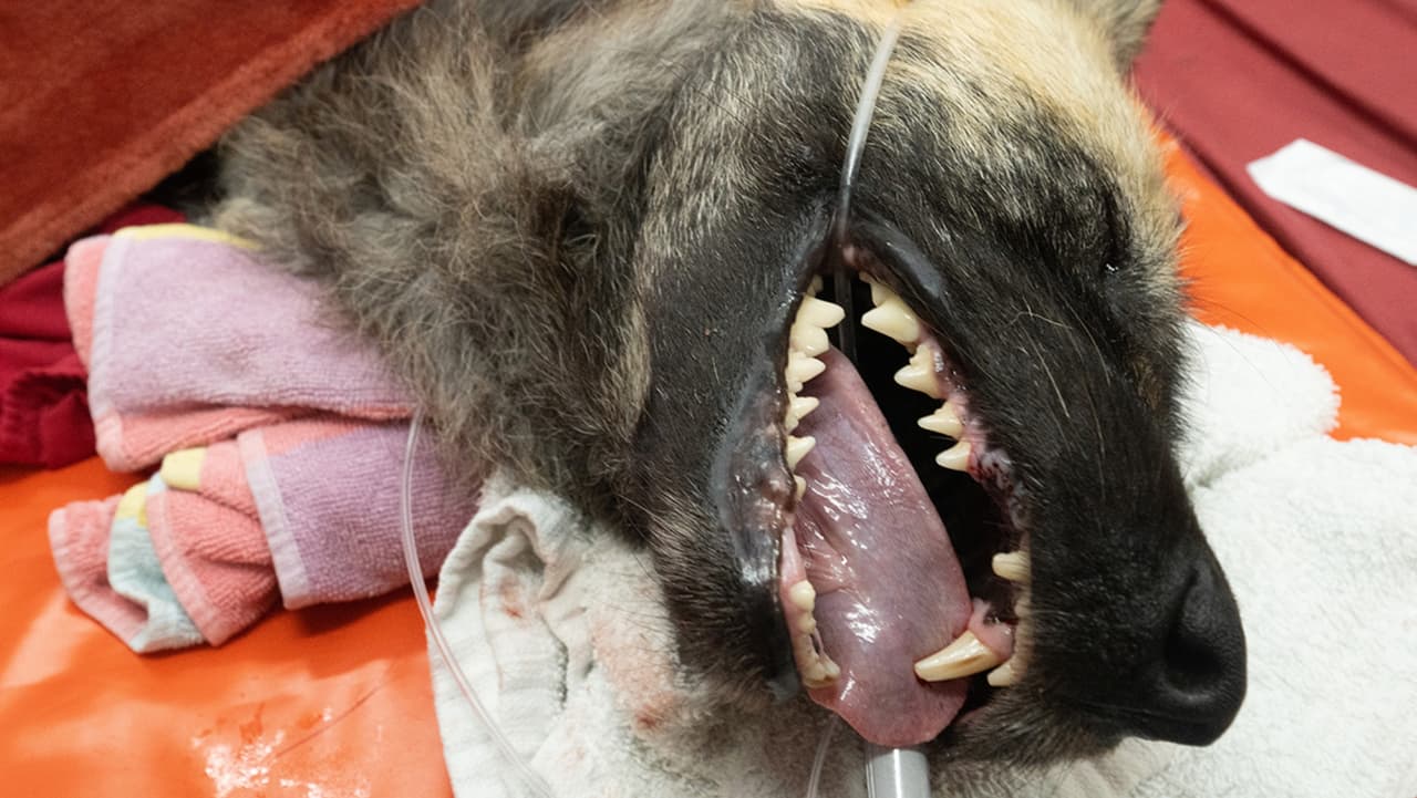 Los animales que asistieron a consulta fueron dos ejemplares de tapir malayo, dos linces, un guepardo, un cerdo Kunekune, entre otras especies.