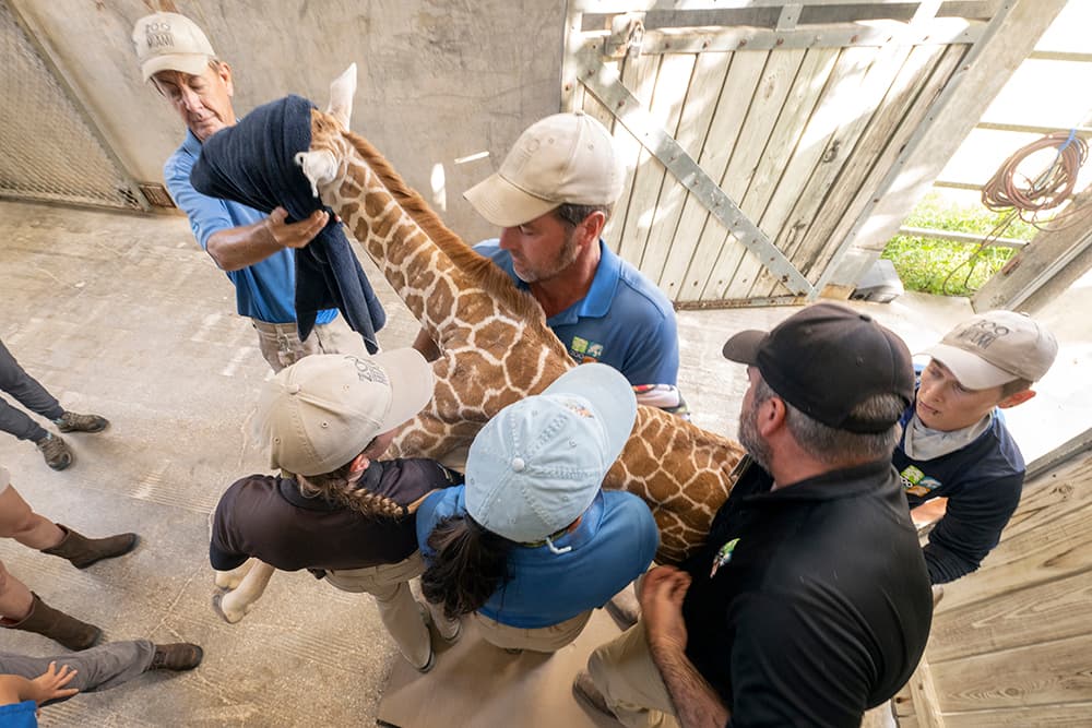 El embarazo de las jirafas dura aproximadamente 15 meses, y las madres en muy extrañas ocasiones, se sientan o acuestan mientras dan luz. Así que las recién nacidas son presentadas al mundo con una caída de 4 a 6 pies.