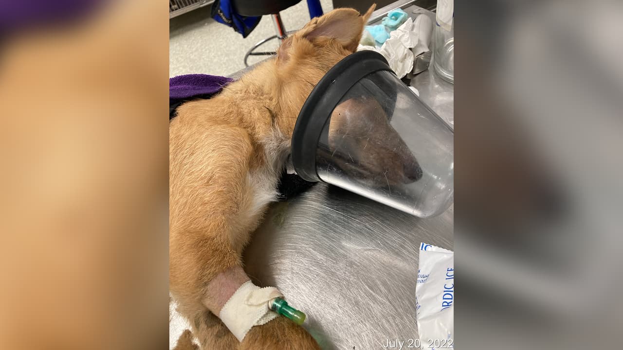 Los cinco cachorros fueron encontrados muertos en el patio de una casa cerca de la Clay Road al oeste de Houston.