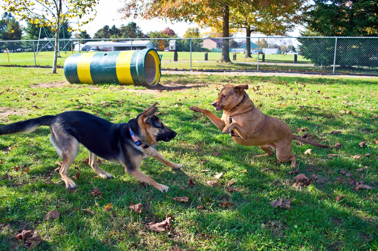 A German Shepherd and a Labrador mix at play in dog park in Central New Jersey.