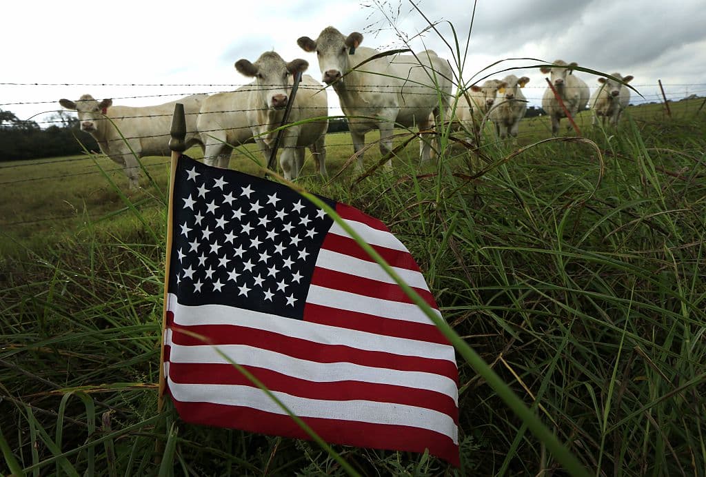 En una zona rural de Parker County, en Brock, Texas, el ánimo electoral queda manifiesto en el detalle de esta pequeña bandera estadounidense. Foto: Ron Jenkins.