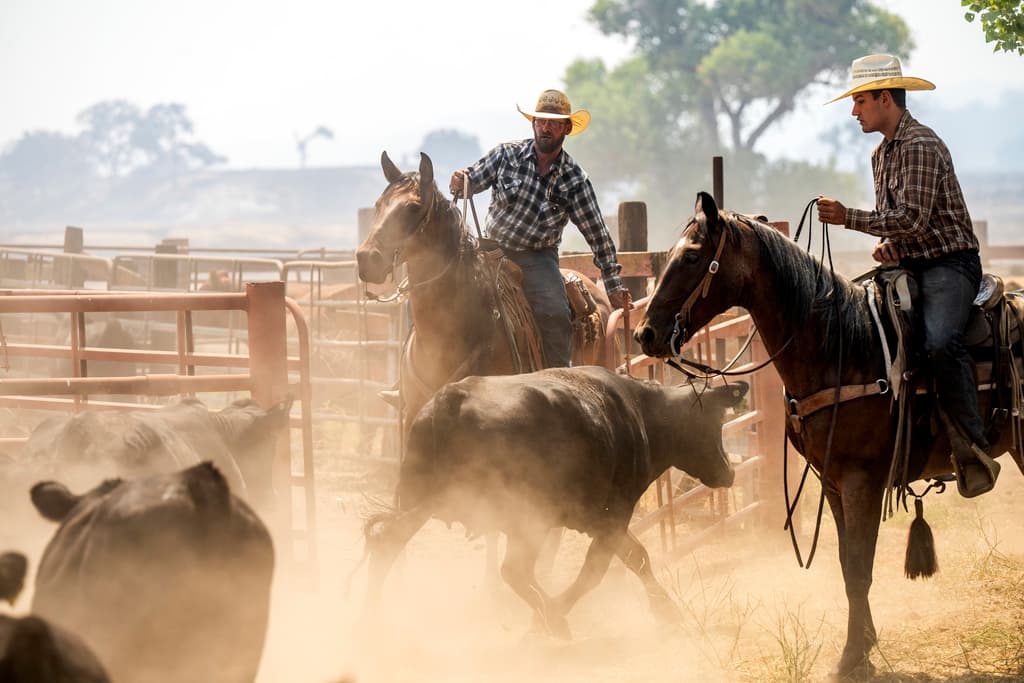 Rancheros evacúan el ganado en zonas cercanas al incendio Gifford.