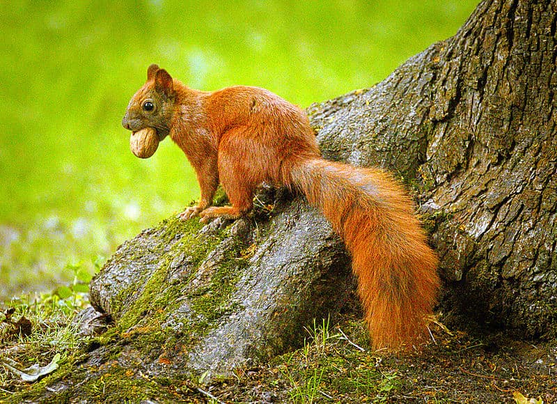 La ardilla que escondió 350 libras de nueces dentro de un automóvil