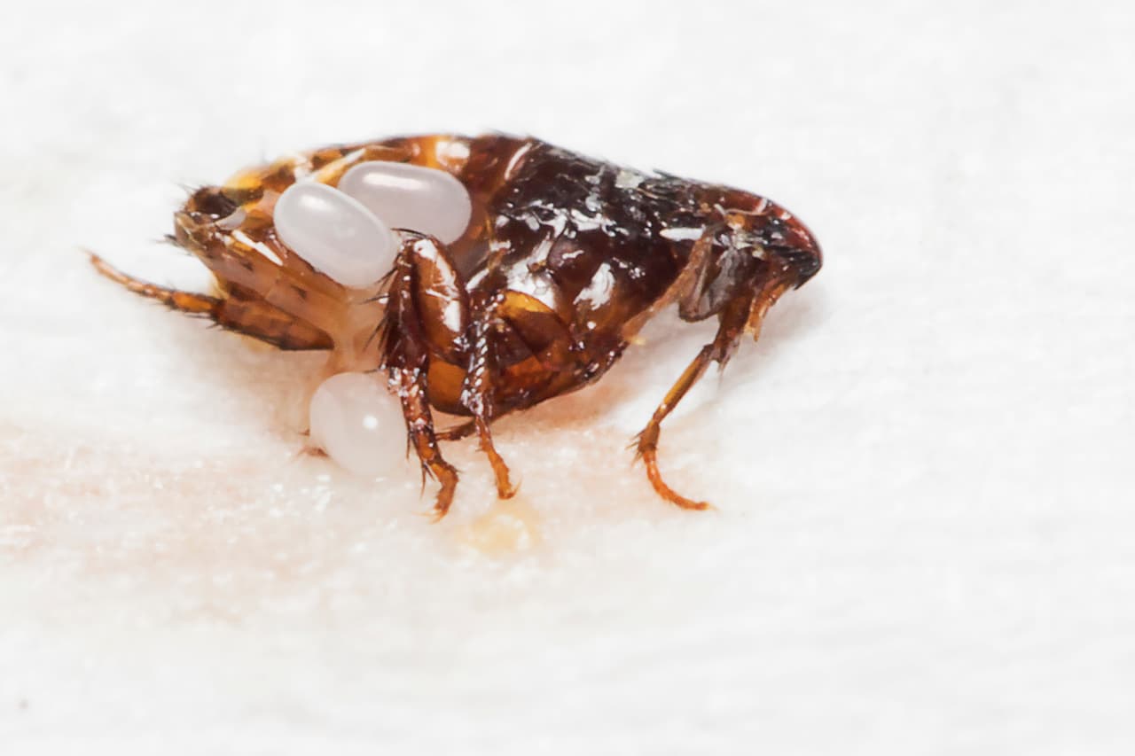 <b>La peste moderna (1894-1903</b>). Esta peste de tipo bubónica afecto India, China y se propagó a otras zonas. Causó 10 millones de muertos, pero impulsó las investigaciones médicas. Varios equipos por separado descubrieron el papel de las pulgas en la transmisión y desarrollaron las primeras formas de inmunización.
<br>