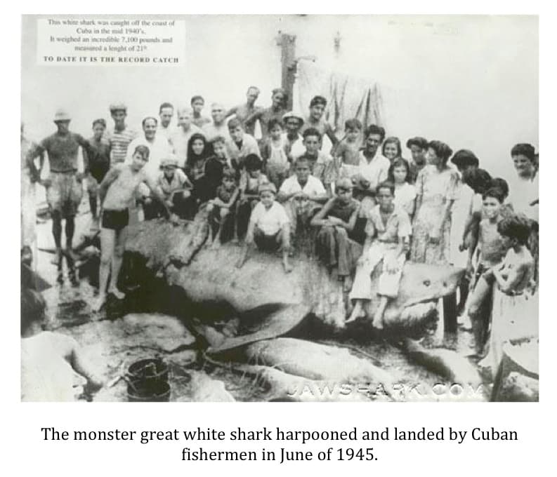 'El Monstruo de Cojimar', el tiburón blanco más grande jamás capturado.