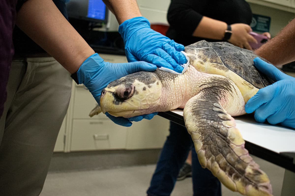 El viaje de un año para traer a Boeier de vuelta a casa no fue tarea fácil. Por suerte, la perseverancia y paciencia del Servicio de Pesca y Vida Silvestre de EE.UU. para obtener la documentación necesaria, incluido el permiso CITES (Convención sobre el Comercio Internacional de Especies Amenazadas de Fauna y Flora Silvestres), garantizaron que la tortuga volviera a casa sana y salva como pasajera de carga en un vuelo comercial de KLM de Ámsterdam a Houston.
<br>