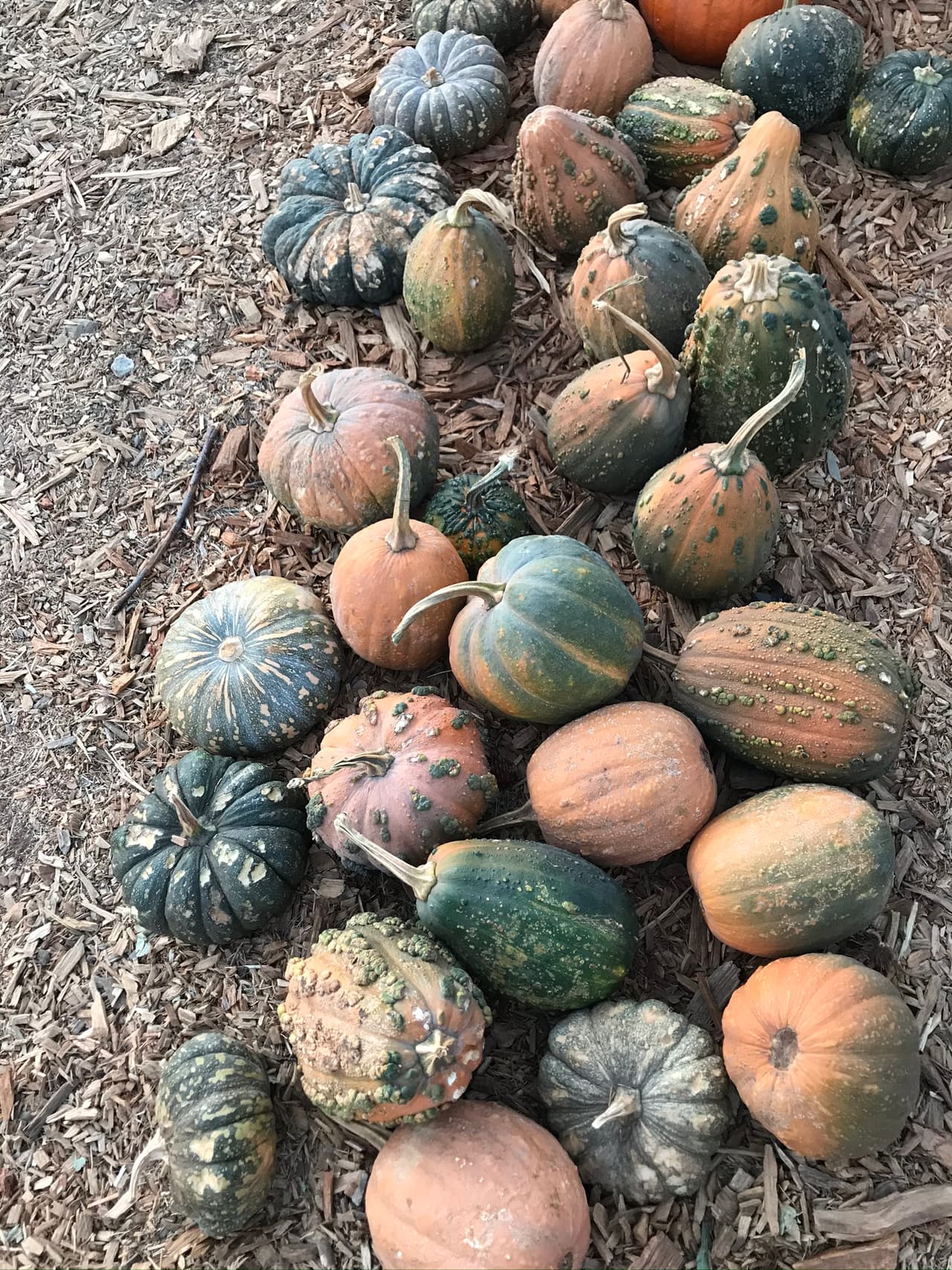 Esta muestra de calabazas miniaturas lisas, verrugosas y hasta dulce.