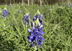 El centro de bienvenida de Ennis ubicado en el 201 de NW Main estará abierto los siete días de la semana con la excepción del día de pascua. La capacidad de personas dentro del centro es limitada debido al coronavirus.