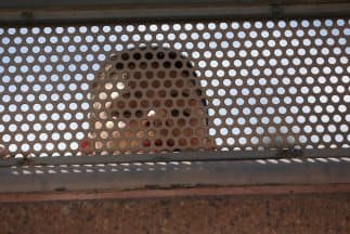 El gobierno de Estados Unidos espera detener unos 60 mil niños indocumentados en la frontera con México en el curso de 2014.