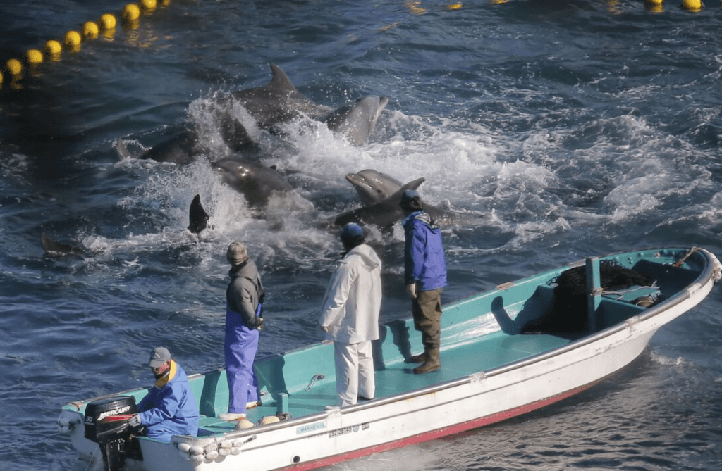 La temporada de cacería de delfines 2017 en Taiji cobró la vida de más de 500 de ellos