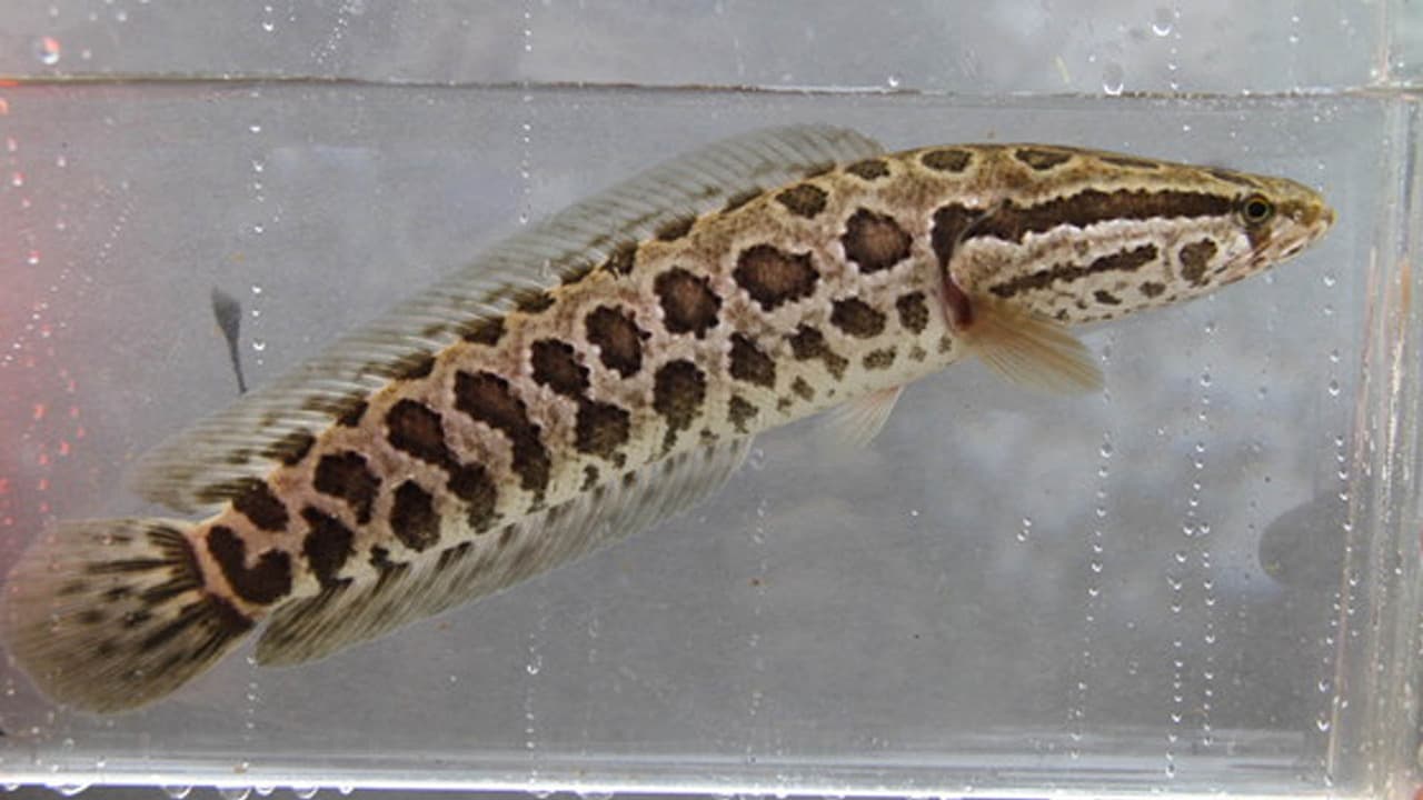 Encuentran más peces cabeza de serpiente en el condado de Gwinnett