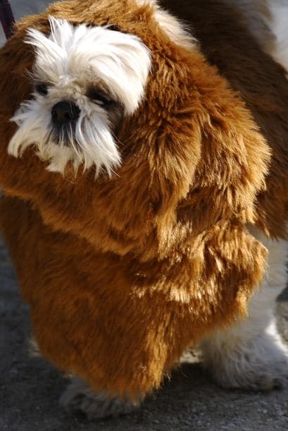 Un perrito muy curioso, fue aquel que llegó disfrazado de un perro de otra raza, como es de talla pequeña, lo disfrazaron de San Bernardo.