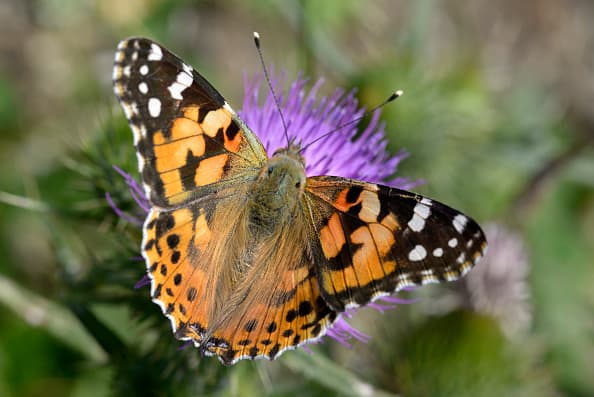 Fue tal la cantidad de flores en la región que 
<a href="https://www.univision.com/local/los-angeles-kmex/no-solo-a-las-flores-las-mariposas-tambien-invaden-al-sur-de-california-fotos">millores de mariposas</a> también visitaron el estado. Los expertos en insectos aseguran que con la intensa temporada de lluvias que azotó a la región, generó más plantas y superfloración y esto les está dando a las mariposas más plantas para comer y más lugares para poner sus huevos.
