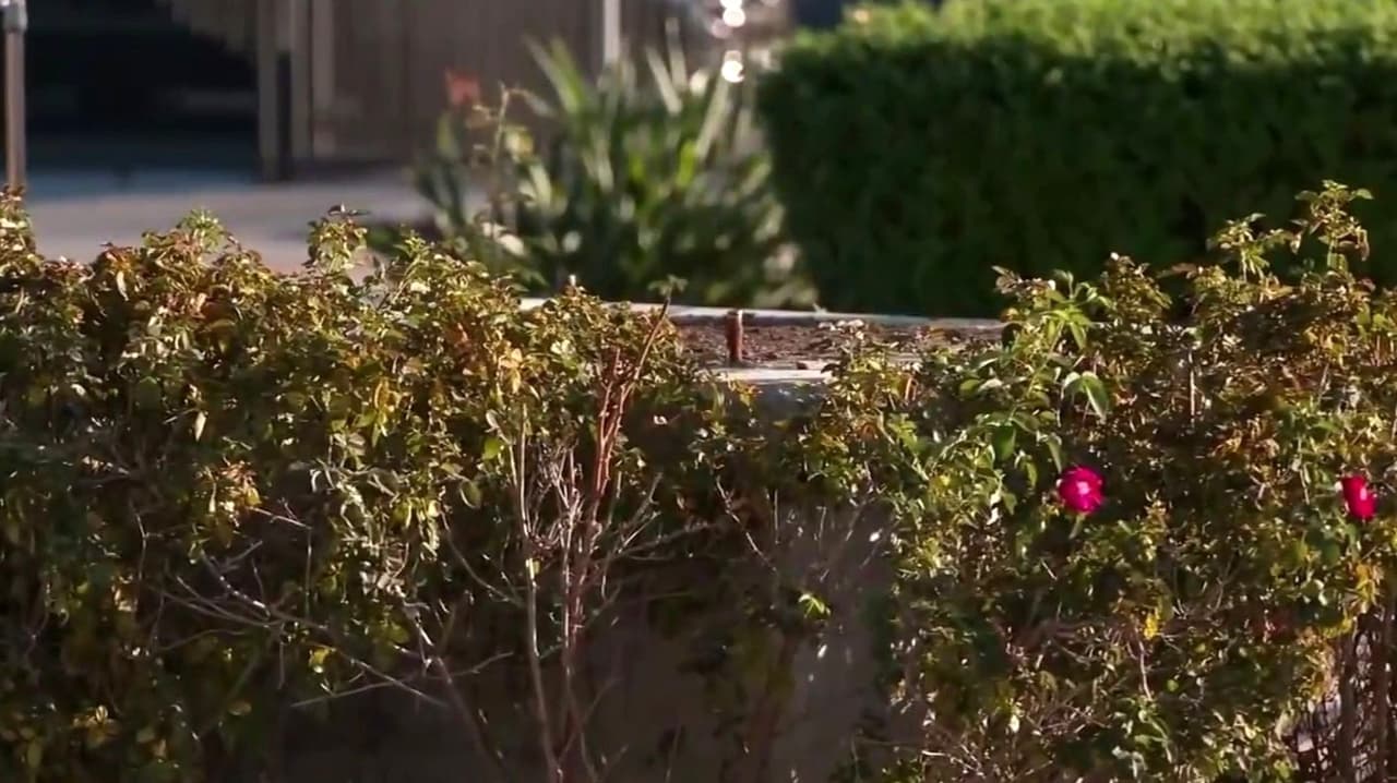 Video: Así quedó uno de los parques donde había una estatua de César Chávez tras acusaciones de abuso sexual