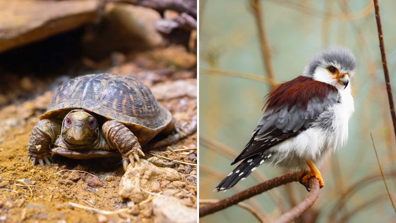 <h3 class="cms-H3-H3">Consejos prácticos para disfrutarlo al máximo</h3> 
<b>Llega temprano: </b>el estacionamiento se llena rápido, sobre todo el sábado. 
<br>
<b>Lleva agua y protector solar: </b>es un evento diurno y el recorrido es largo. 
<br>
<b>Consulta <a href="https://www.fortworthzoo.org/zoo-map" target="_blank">el mapa digital</a>:</b> te ahorra caminatas con niños pequeños. 
<br>
<b>Reserva energía para las fotos:</b> el zoo está lleno de escenarios decorados para Halloween.