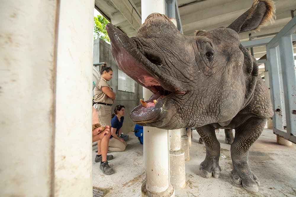 Akuti fue inseminada artificialmente el 9 de enero y aunque los miembros del personal del zoológico tenían la esperanza de tener éxito, ahora es cuando tuvieron una evidencia indiscutible de que el embarazo estaba progresando normalmente.
<br>