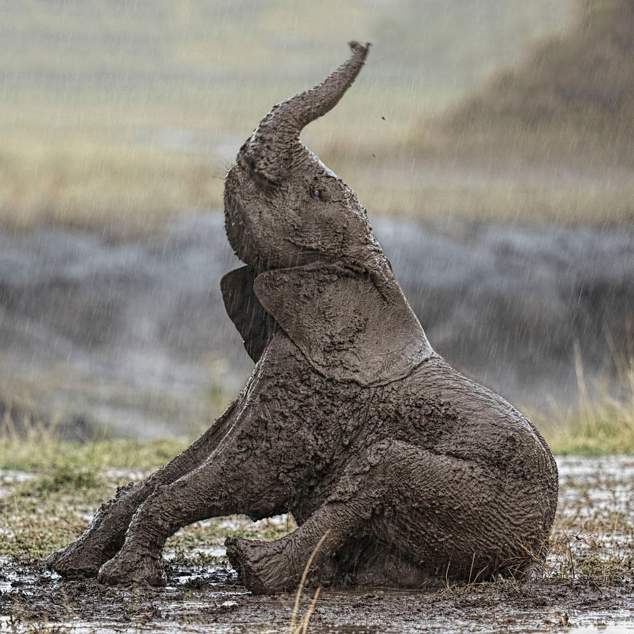 A esa edad aún no controlan sus patas, menos aún sus trompas.
