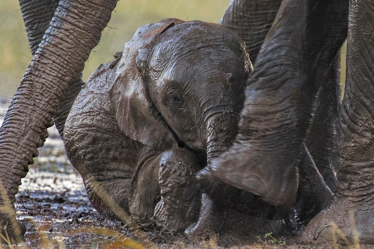 Por eso es que mamá estaba tan cerca, cuidando y guiando al pequeño para poder ponerlo en pie.