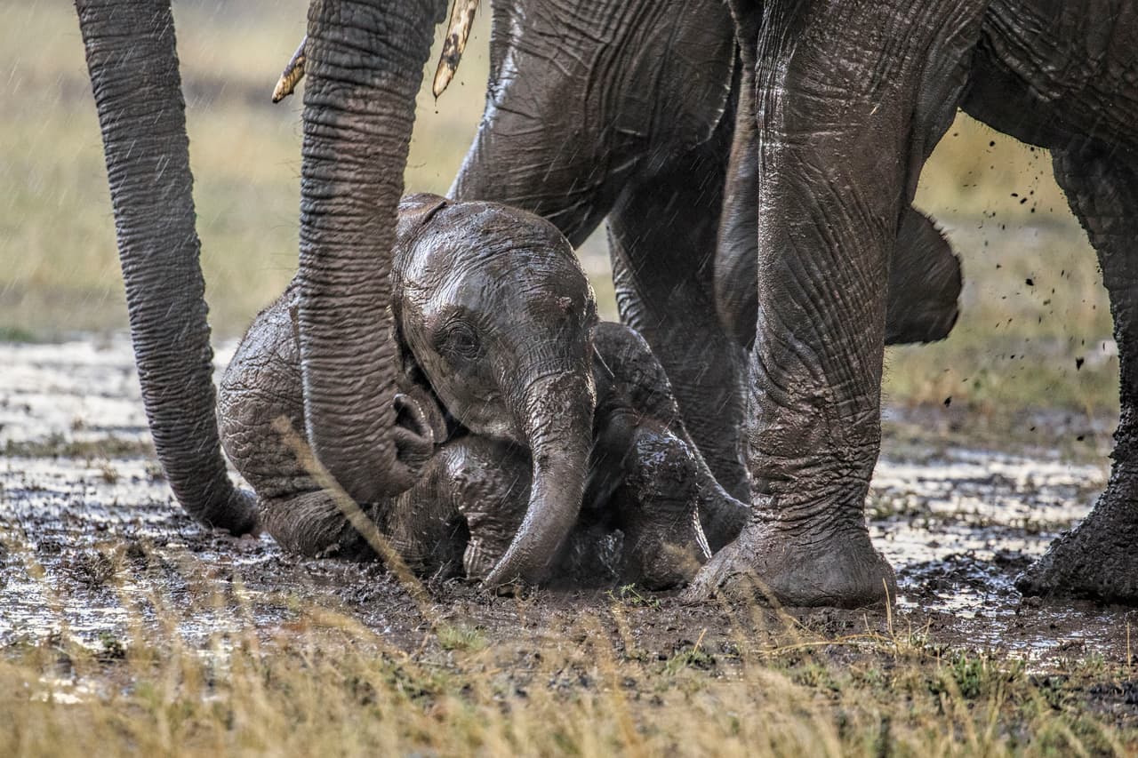 “He visto a estos animales muchas veces, por eso sabía que si los encontrábamos sería una experiencia graciosa”, explicó el retratista de la vida salvaje.