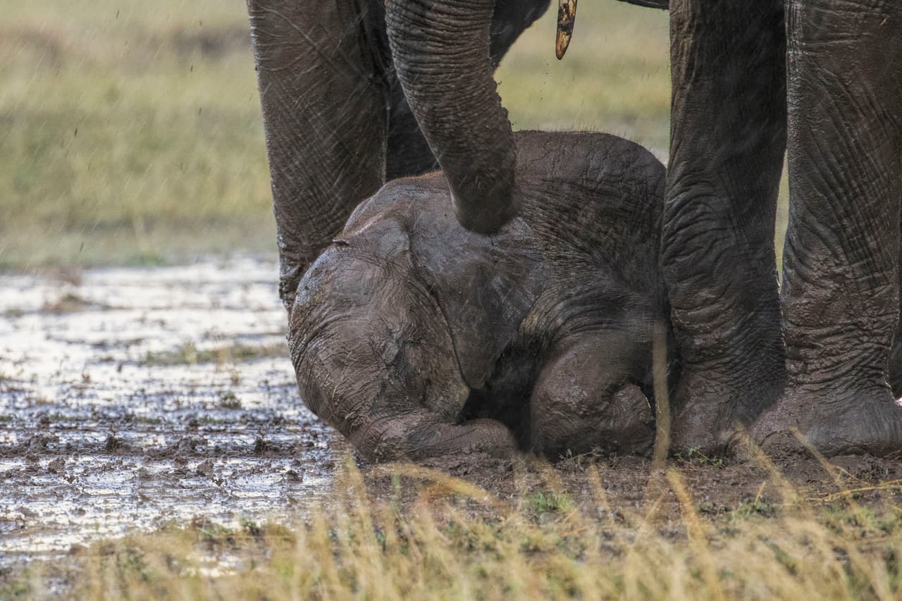 ¡Awww! Mami siempre está ahí cuando más la necesitamos, este elefantito lo sabe perfecto.