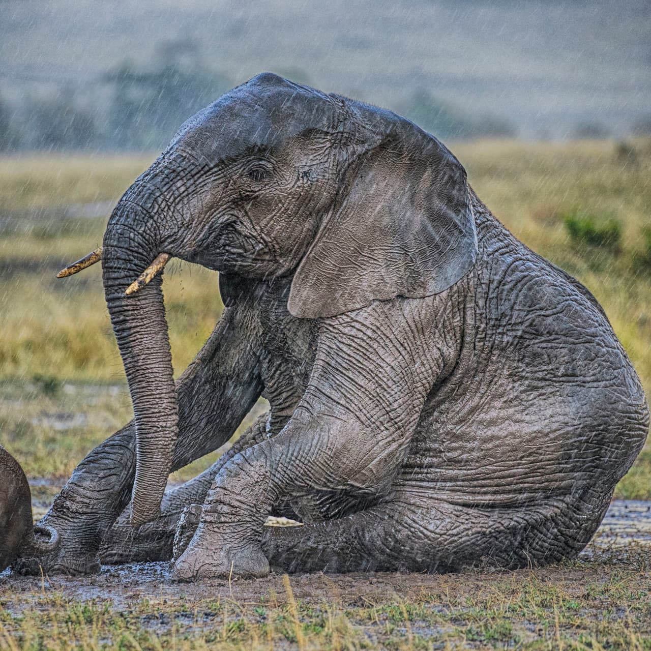 Andy Rouse fue quien capturó a este adorable pequeñín en Masai Mara, Kenia.