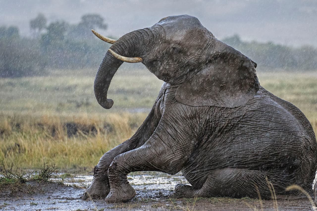 Parte del juego en el lodo es que los pequeños elefantes caen.