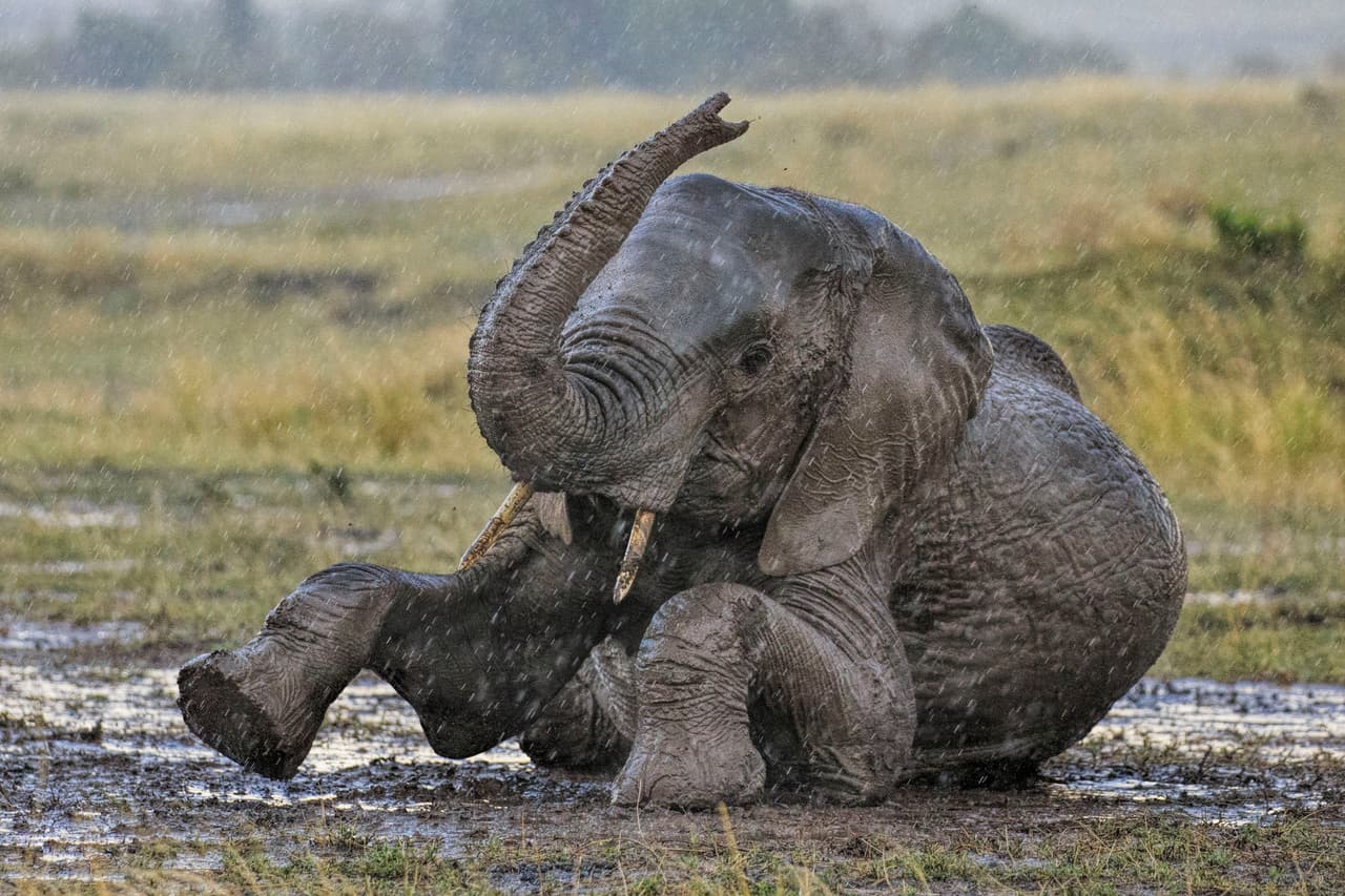 El grupo del fotógrafo se movía cuando empezó a llover y entonces supieron que encontraría algún elefante, pues estos animales son famosos por amar la lluvia.