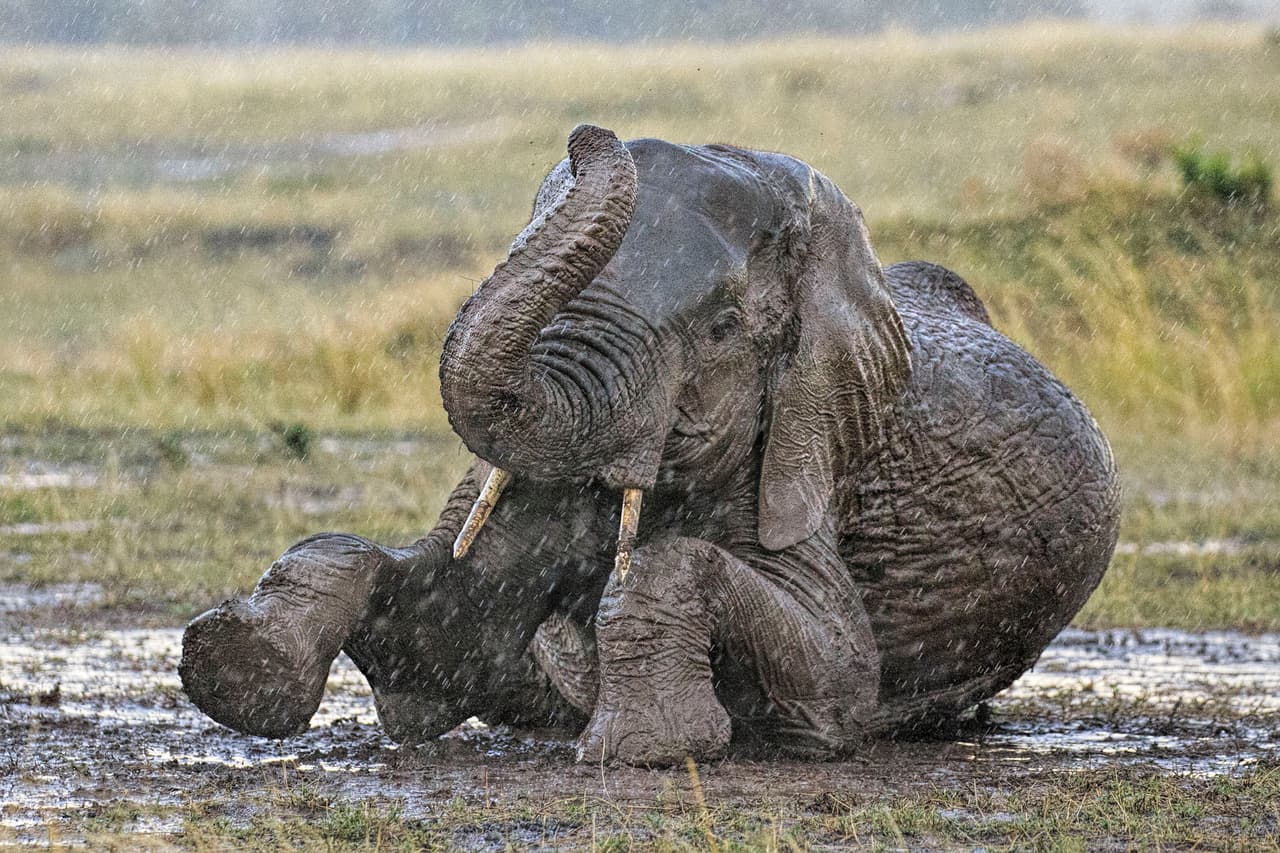 ¡Qué juguetón animal!