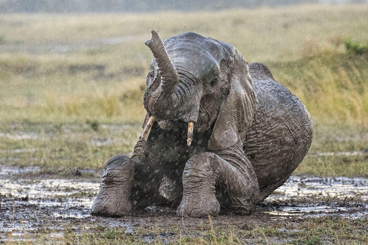 El recorrido del elefante y su mamá forma parte del tiempo de migración.