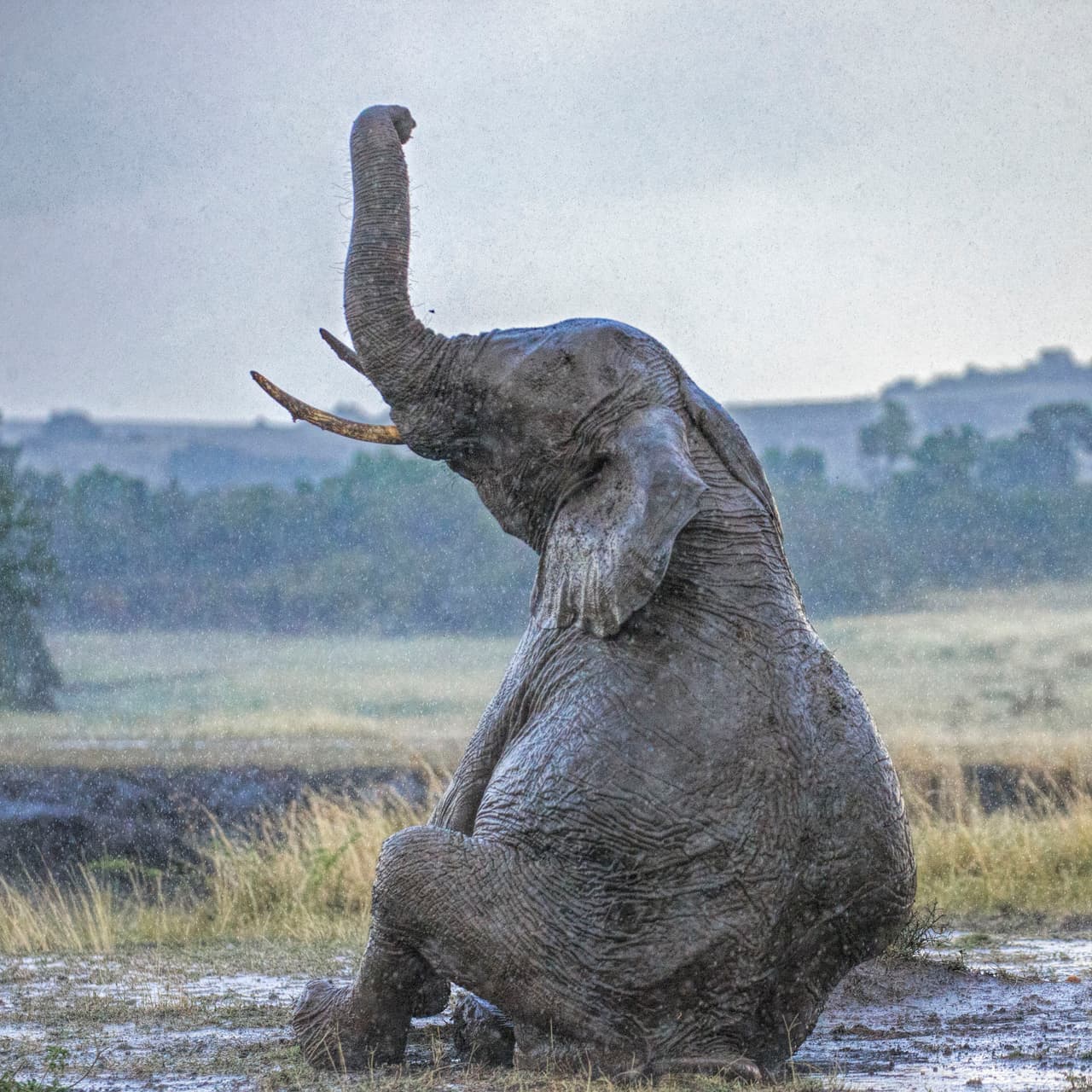 Ella lo protegió todo el tiempo.