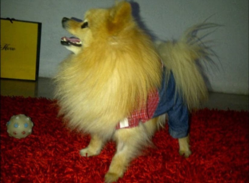 En el año 2011, publicó esta foto en la que Rony vestía un curioso disfraz: "Ronaldo, mi perrito hoy. Jaaaa, mi mamá lo disfraza a diario". 
<br>