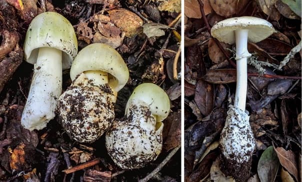Estos hongos crecen en parques del este de la Bahía y te pueden causar la muerte