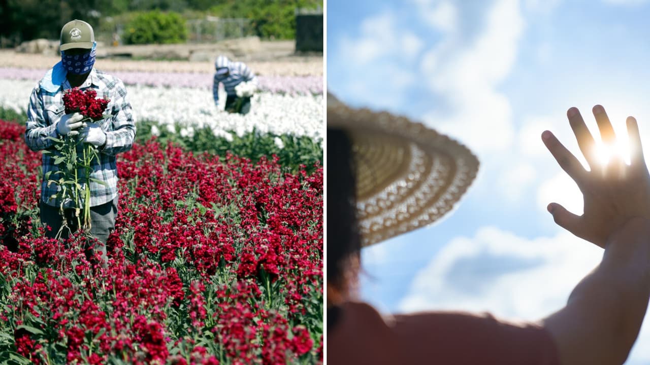 Estos son tus derechos al trabajar en temporadas de calor extremo al aire libre en California