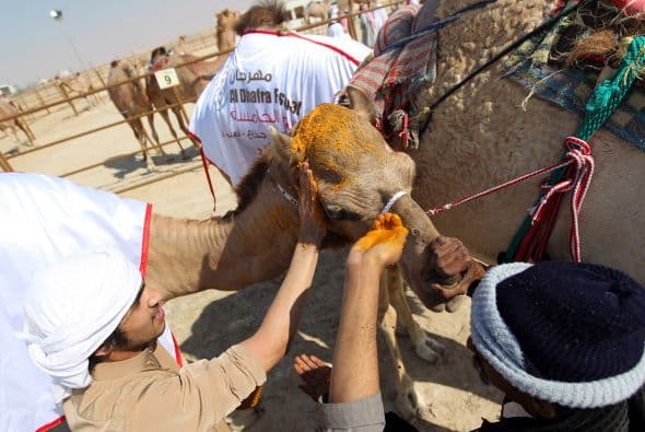 Ordeñando durante uno de los concursos.