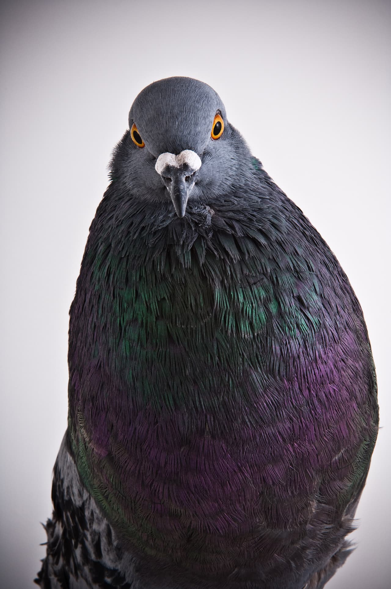 En Londres, él fotografió a más de 50 tipos de palomas.