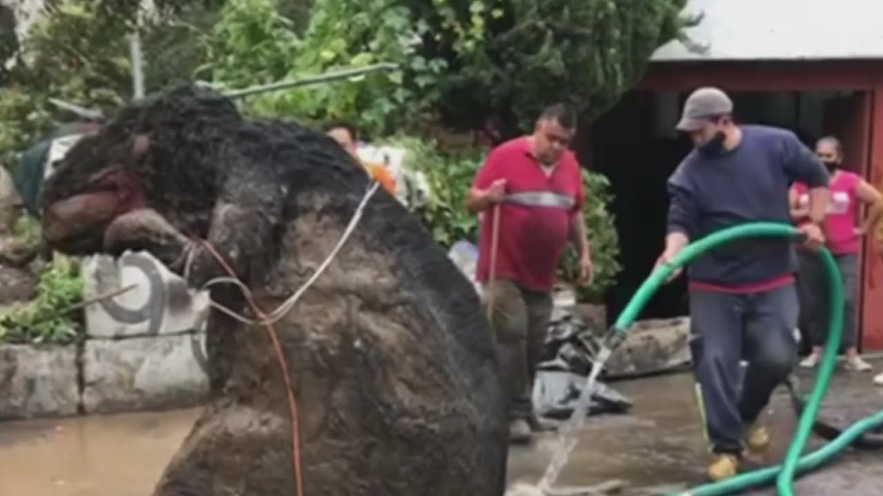 Si pensaste que ya lo habías visto todo y que este 2020 no te podía sorprender más, con la historia de esta
<a href="https://www.univision.com/shows/despierta-america/una-rata-gigante-provoco-severas-inundaciones-en-la-cdmx-y-las-redes-sociales-enloquecieron-video">'rata gigante'</a> que tapó el drenaje de Ciudad de México verás que estabas equivocado.
