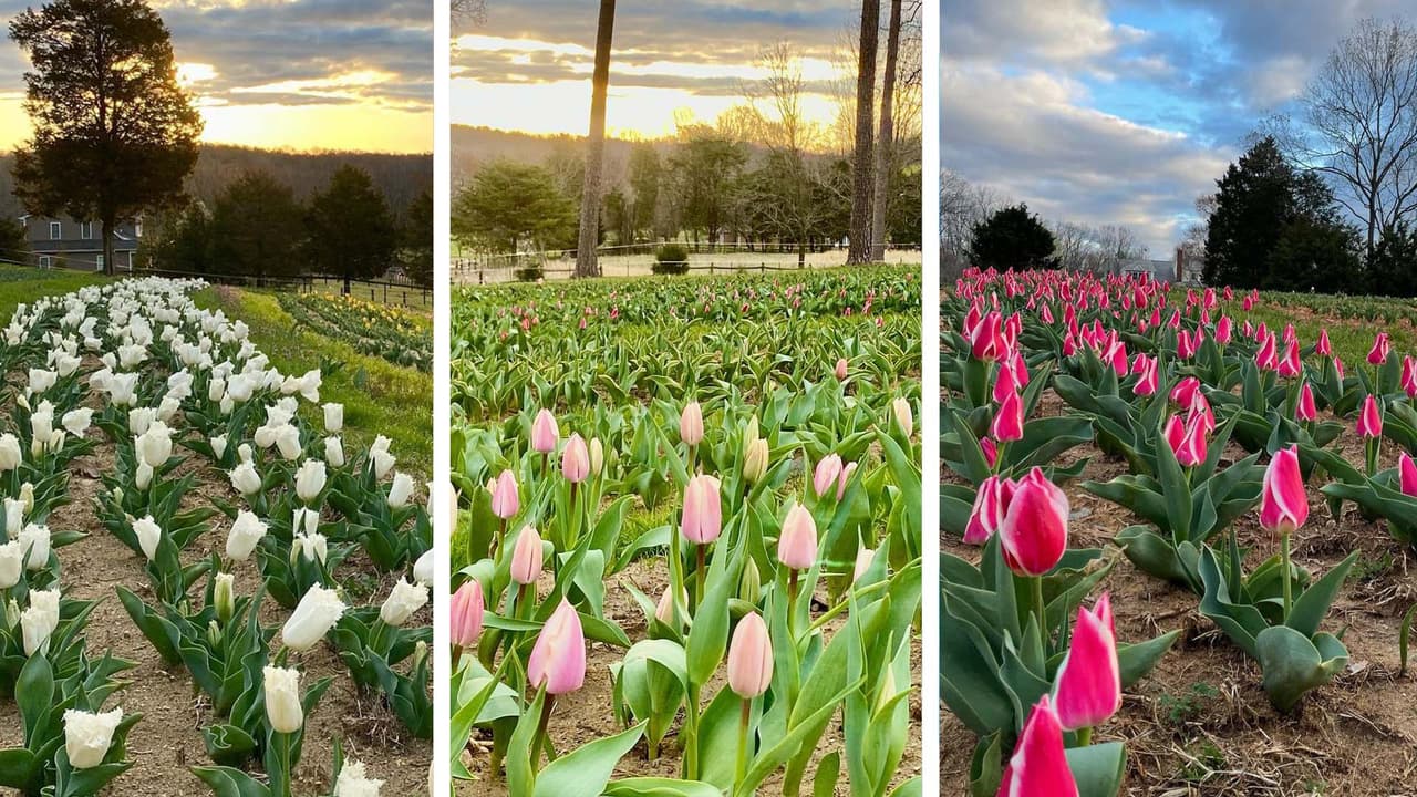 Las familias de Carolina del Norte pueden recoger sus propias flores y apreciar los animales en esta granja en Kernersville.