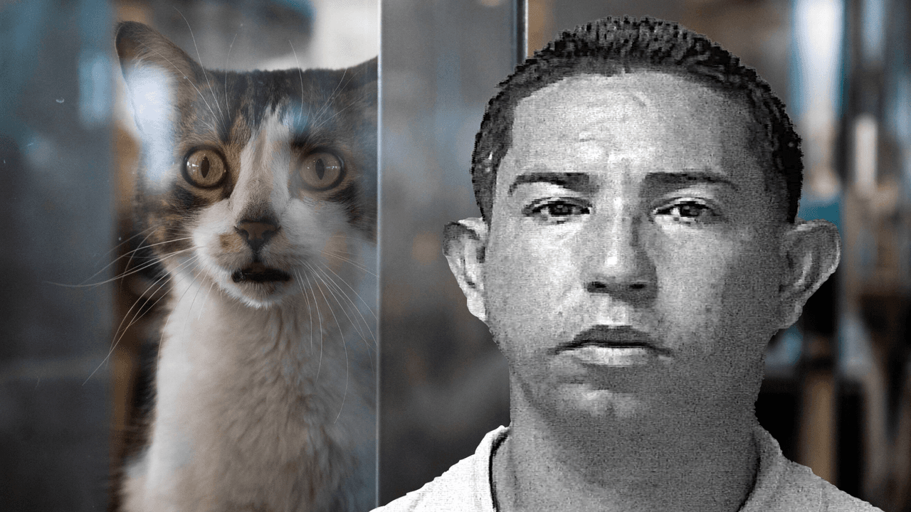 Vecino de Ciales mata al gato de su vecina salvajemente