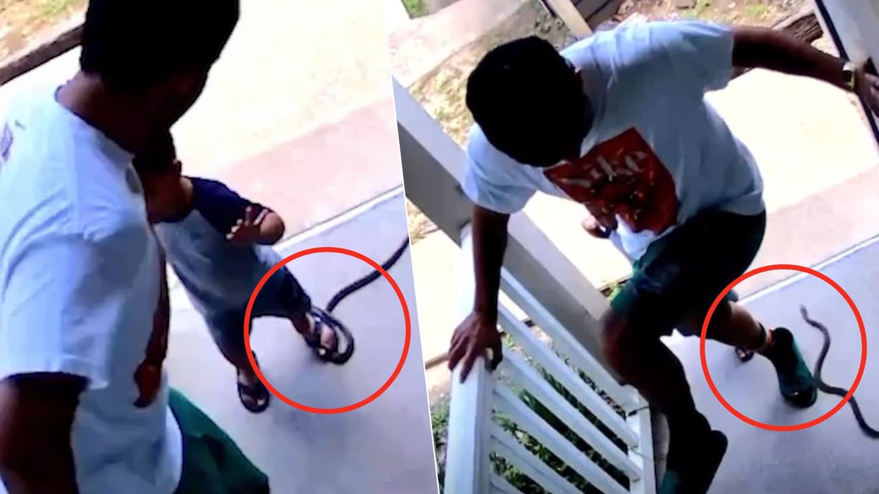 Familia es recibida por una víbora en la puerta de su casa en Dallas ¿Qué hacer en temporada de serpientes?