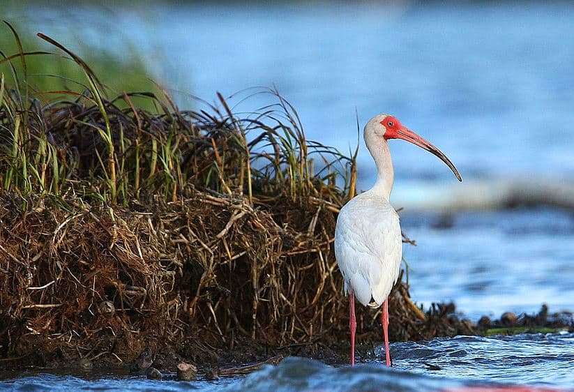 Donald Trump critica la "traición" de Paul Ryan y se considera liberado del Partido Republicano