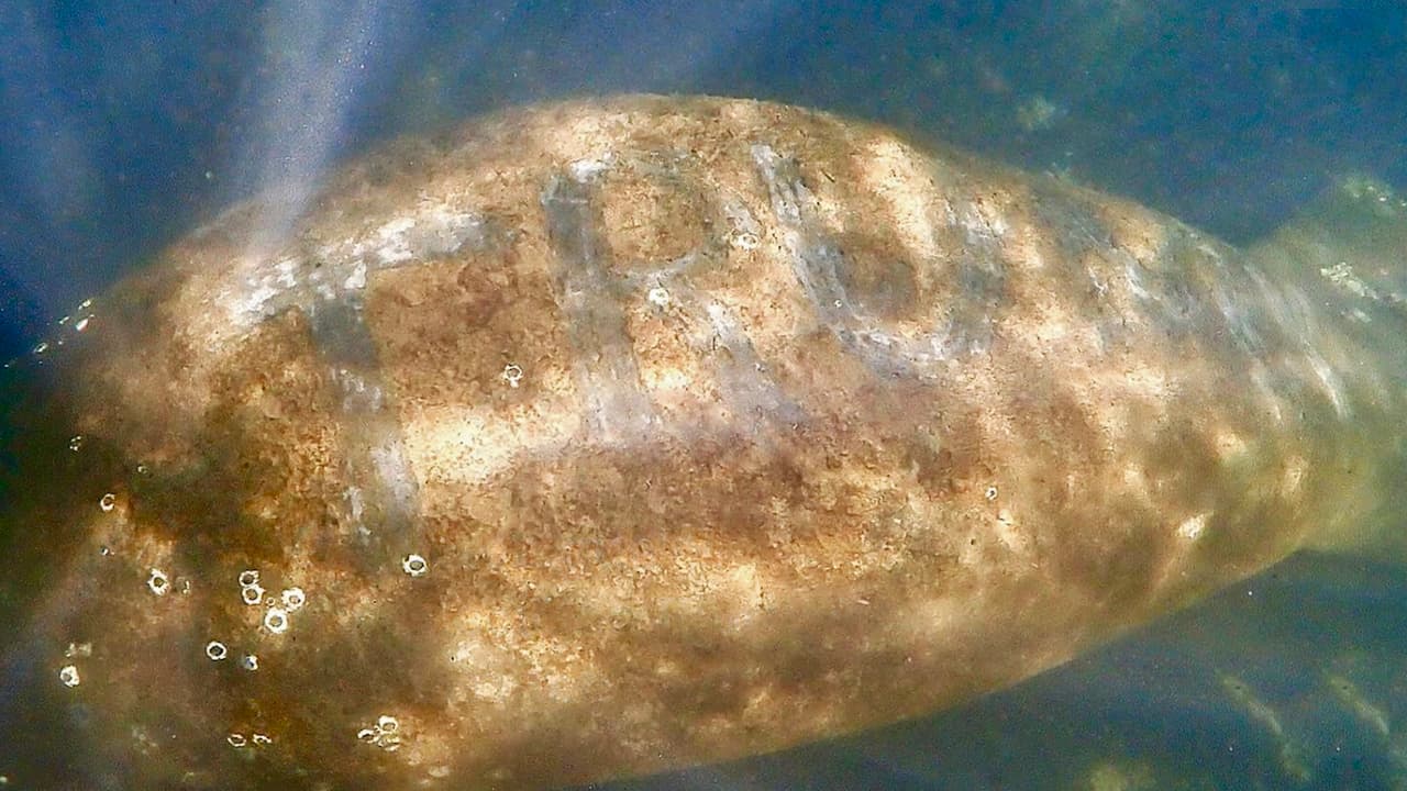 Ofrecen $5,000 de recompensa por pistas del responsable de escribir la palabra “Trump” en un manatí