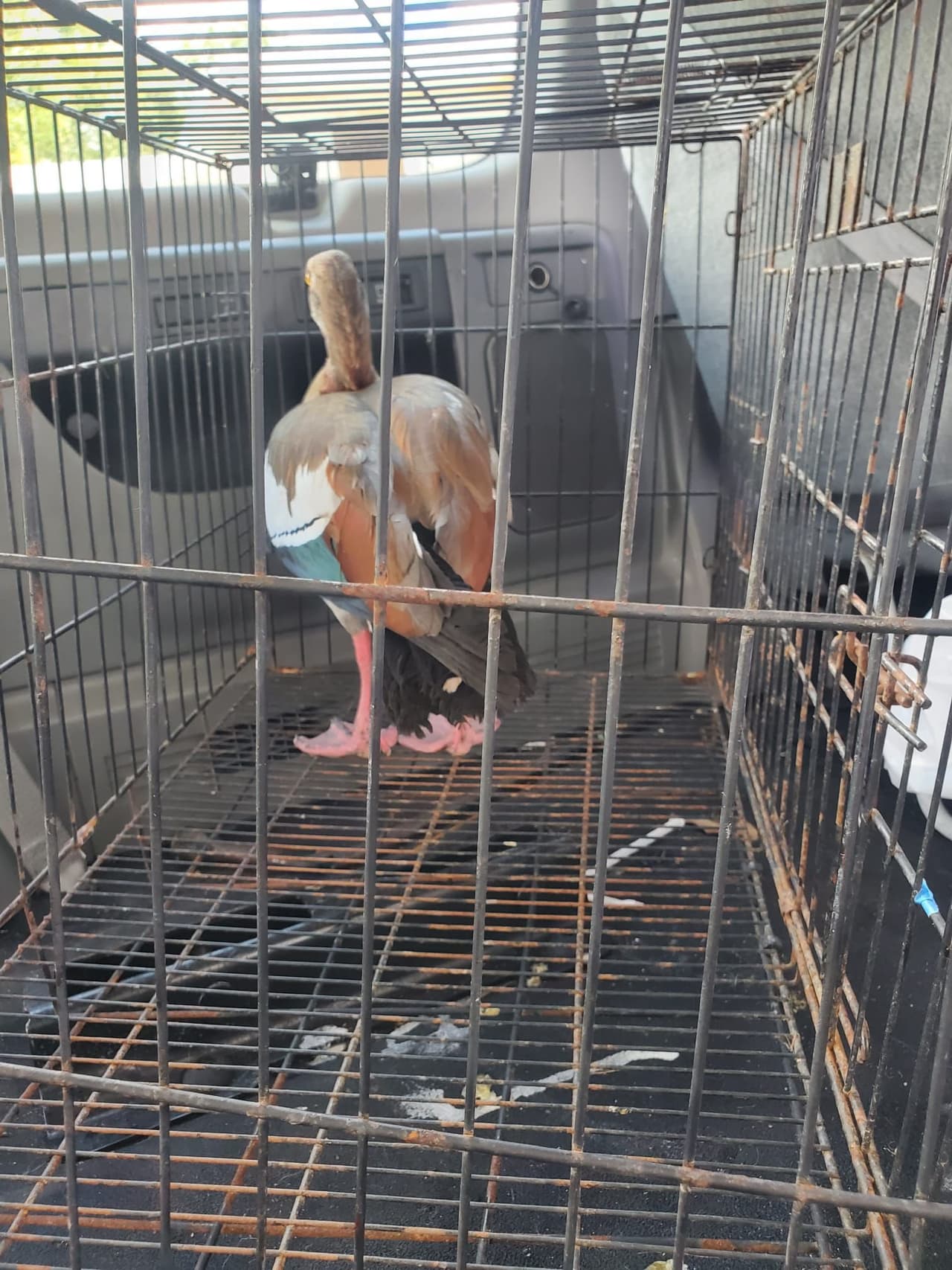 Durante el operativo, un adulto mayor encamado fue encontrado en condiciones infrahumanas dentro de la misma propiedad, lo que añadió gravedad al caso.