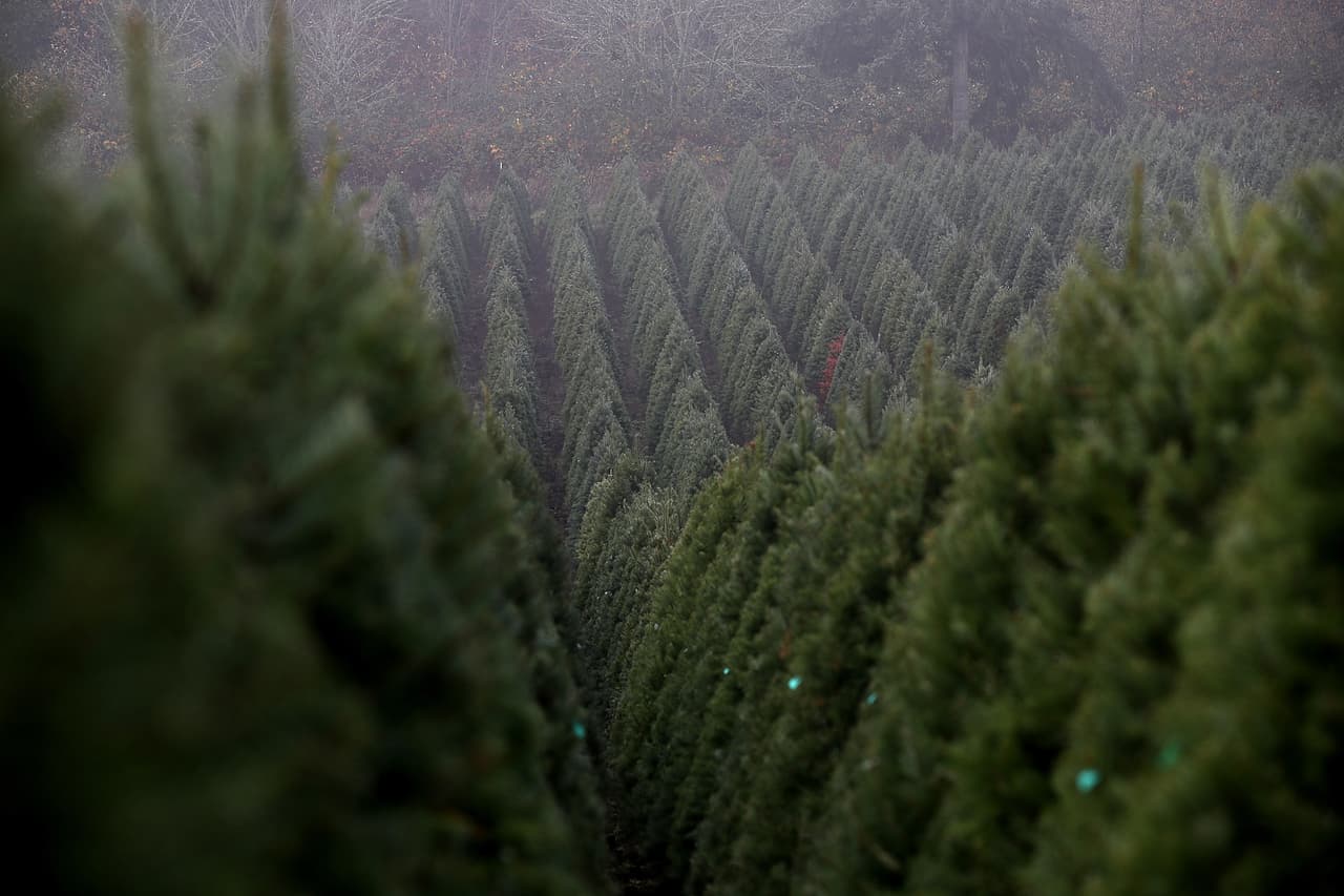 Un campo sembrado con la variedad de pino 'Douglas', la especie de árbol navideño más vendida en los EEUU desde 1920.