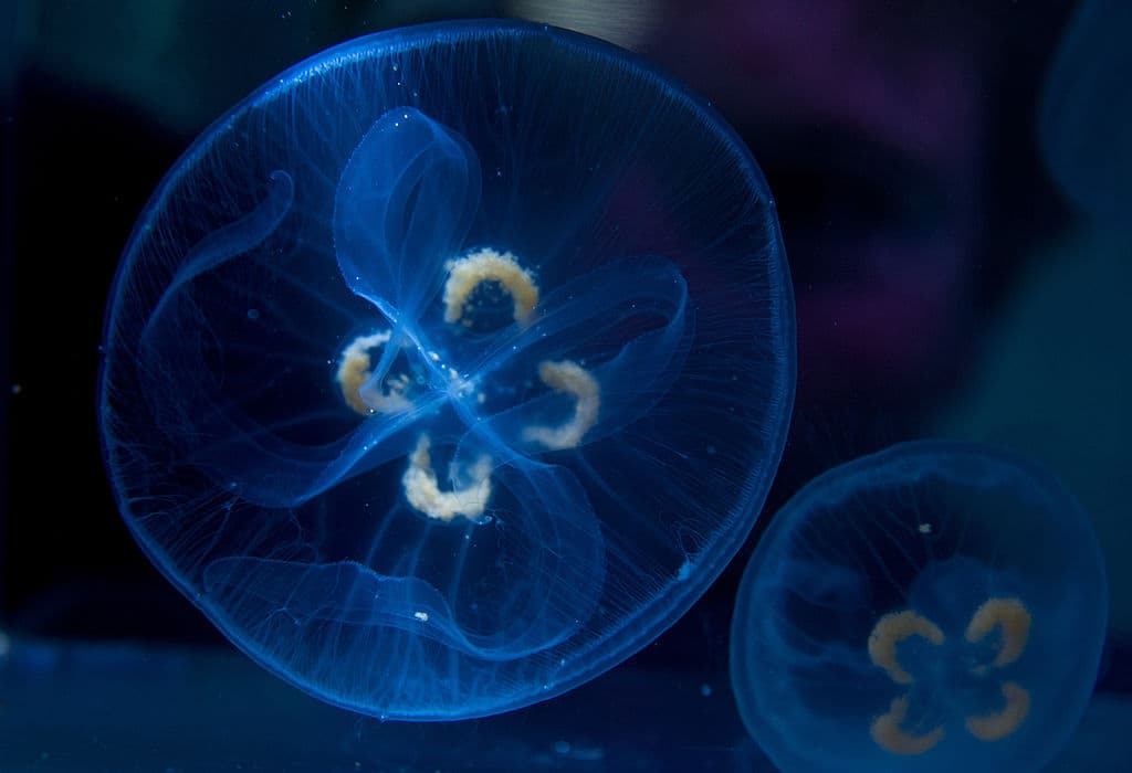 La composición de las medusas es fundamentalmente de agua y proteínas, donde más de un 95% es agua, mientras solo un 5% es de materiales sólidos.