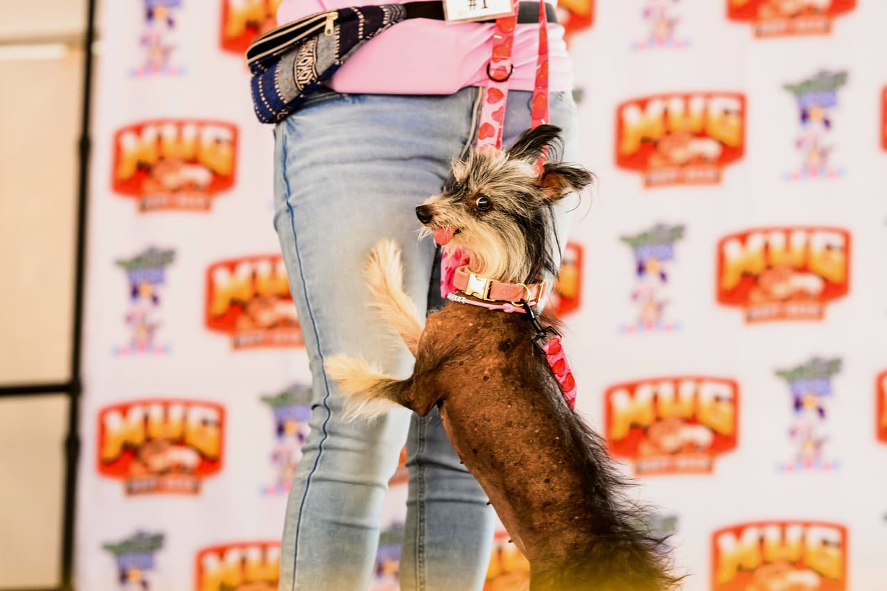 Clara, una perra crestada china de 12 años procedente de Polonia, participa en el concurso del perro más feo del mundo.